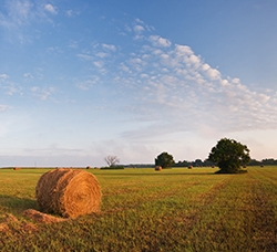 Kansas - Farm Field